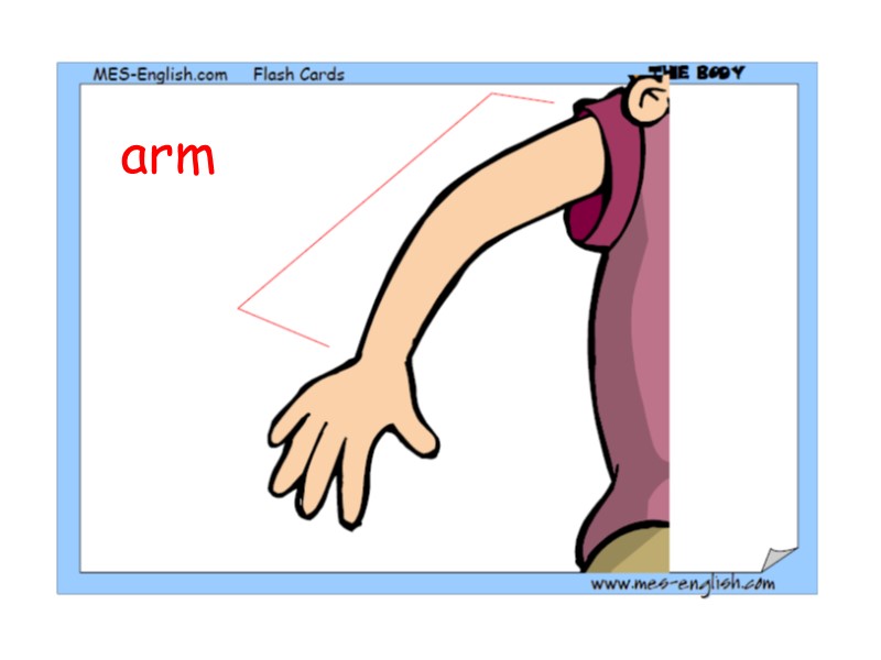 arm